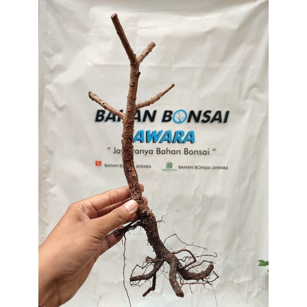 DONGKELAN mustam dan santigi