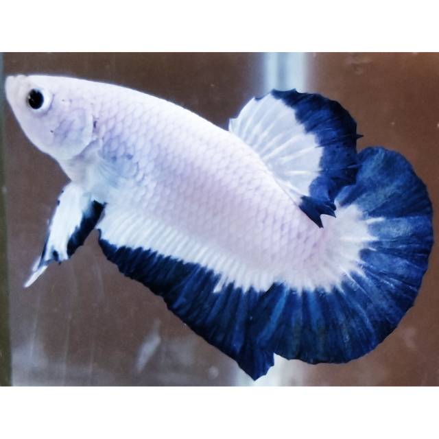 Cupang Blue Rim (male)