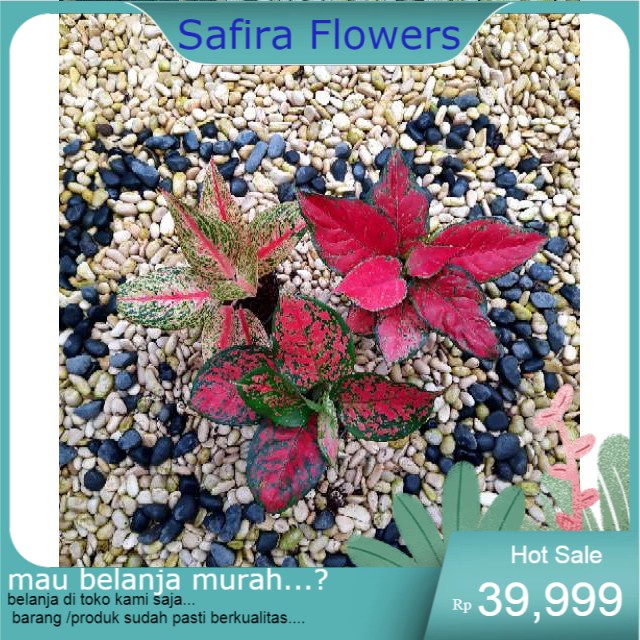 PAKET 3 AGLONEMA RED LEGACY RED ANJAMANI DUD ANJAMANI