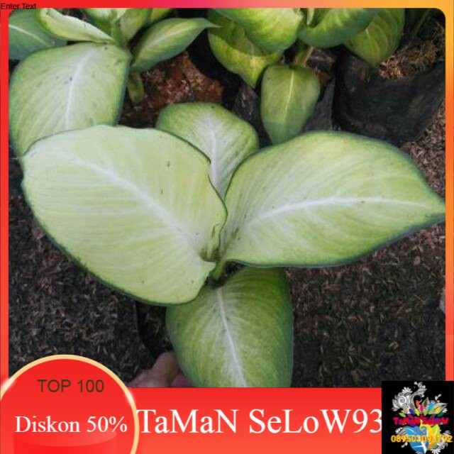 Tanaman hias aglonema anggun ayu/blanceng anggun ayu