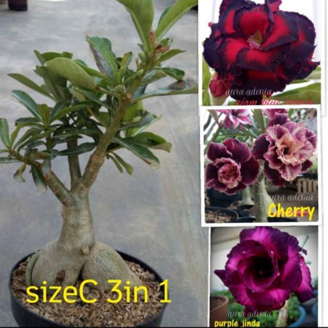 Jual Bibit Bunga Adeniumkamboja Jepang 1 Pohon 3 Warna Adenium Bunga Tumpuk Obesum Kamboja 