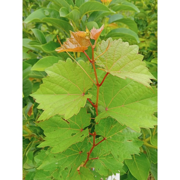 Cutting Anggur Rootstock Import Dobryn Sumber Demitri