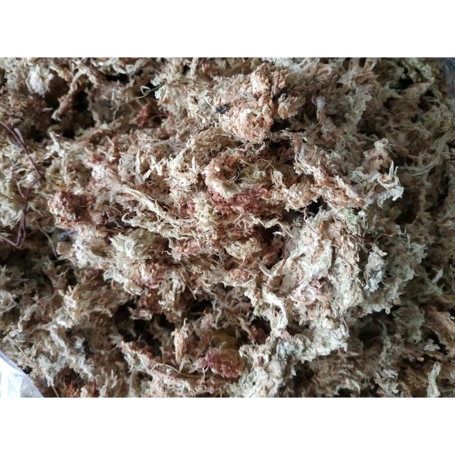 ➮ Sphagnum Moss Chille 450 Gram / Sphagnum moss Chile 450 gram ❉