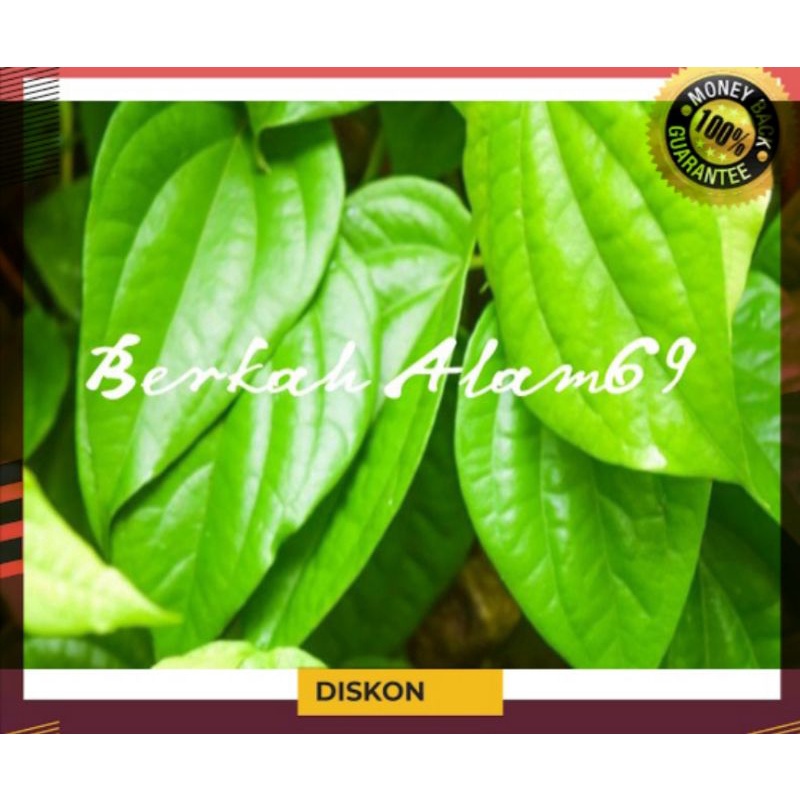 

Daun Sirih Segar Per Lembar