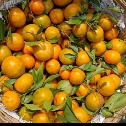 

jeruk shantang daun manis 1kg
