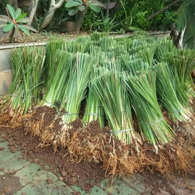 Paket Bibit Rumput Vetiver Akar Wangi 10000 Batang Rumput 