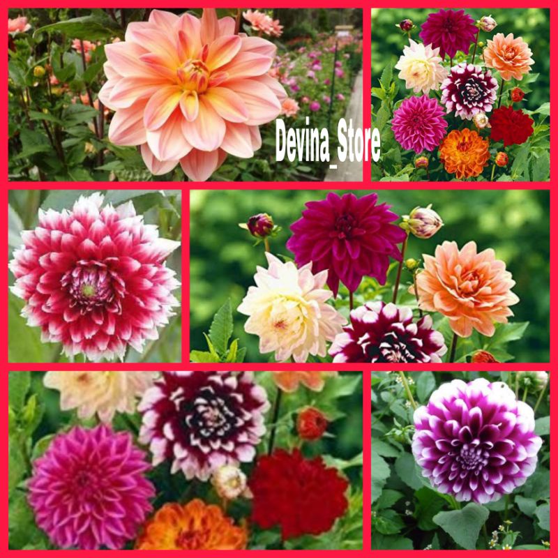 

Biji Dahlia Pinnata MIX