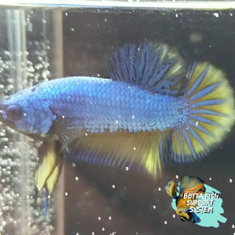 BLUE YELLOW CUPANG