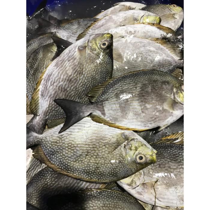 

Fisho | Jual Promo Ikan Baronang Segar 1Kg 3-4 Ready stock