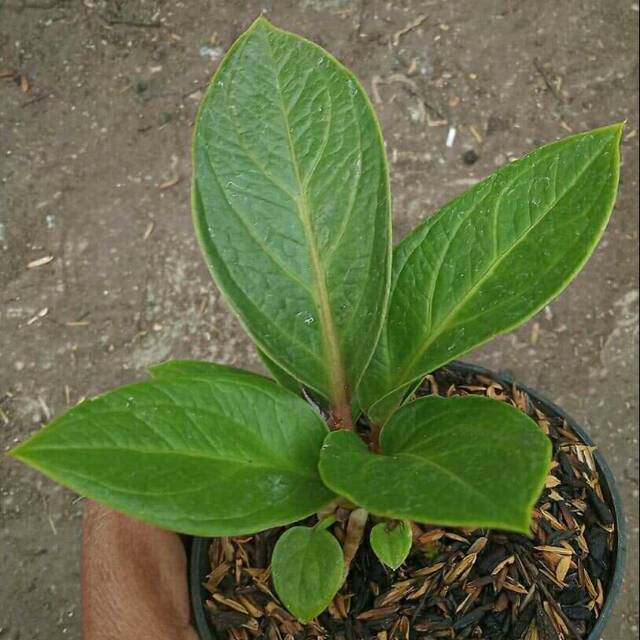 TANAMAN ANTARIUM JERMANI | ANTARIUM JERMANI COBRA