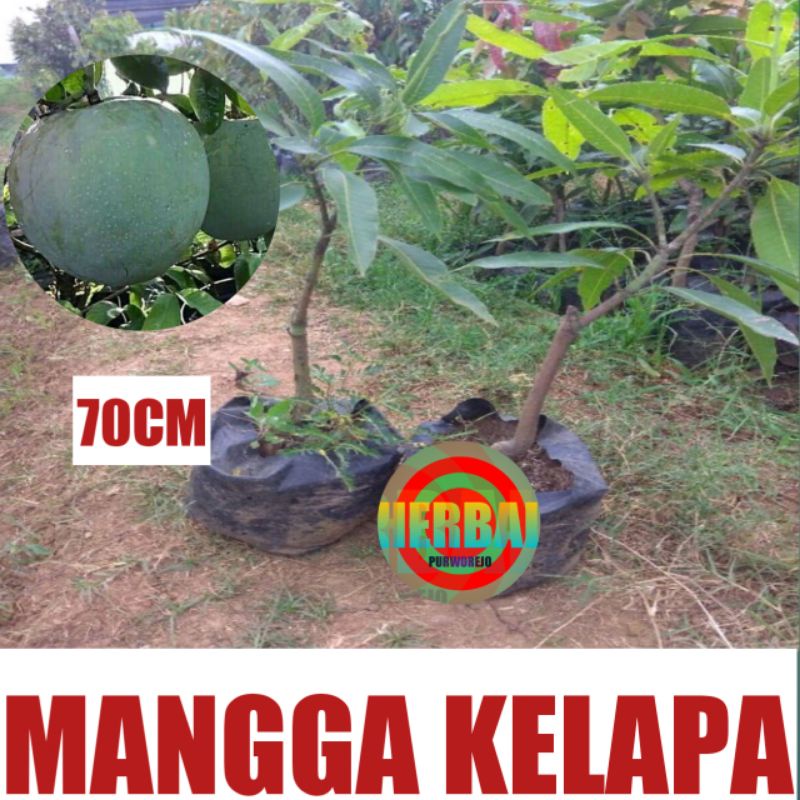 Bibit Tanaman Buah Mangga Kelapa // BIBIT MANGGA KELAPA OKULASI 70CM