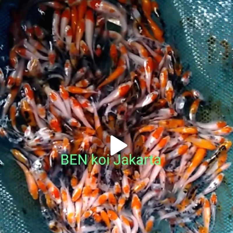 Ikan Koi Murah Blitar F1 Newbie Hobbies tester