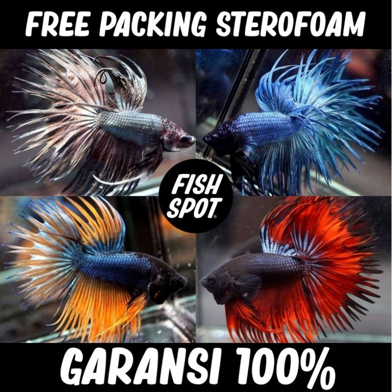 HARGA GROSIR !! CROWN TAIL / SERIT