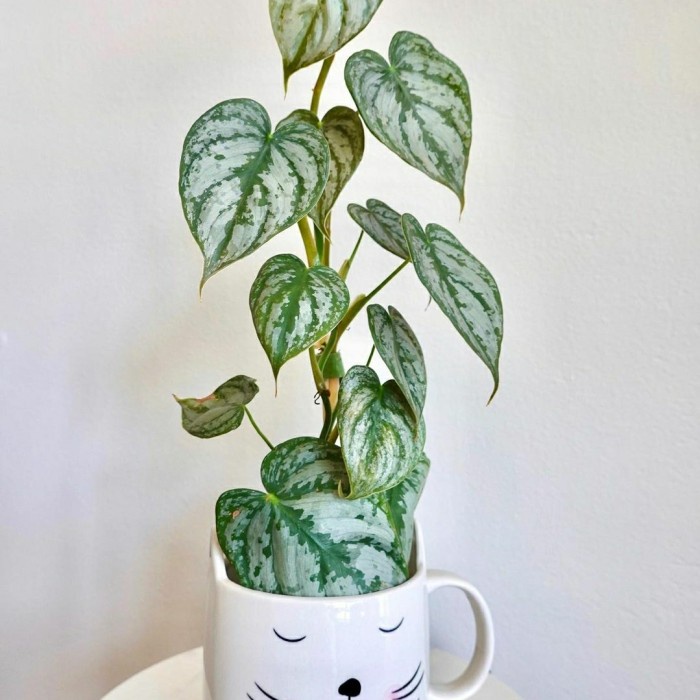 Tanaman Philo Brandtianum Tanaman Hias Bunga Philo Silver Tanaman Bunga Philodendron Berkualitas