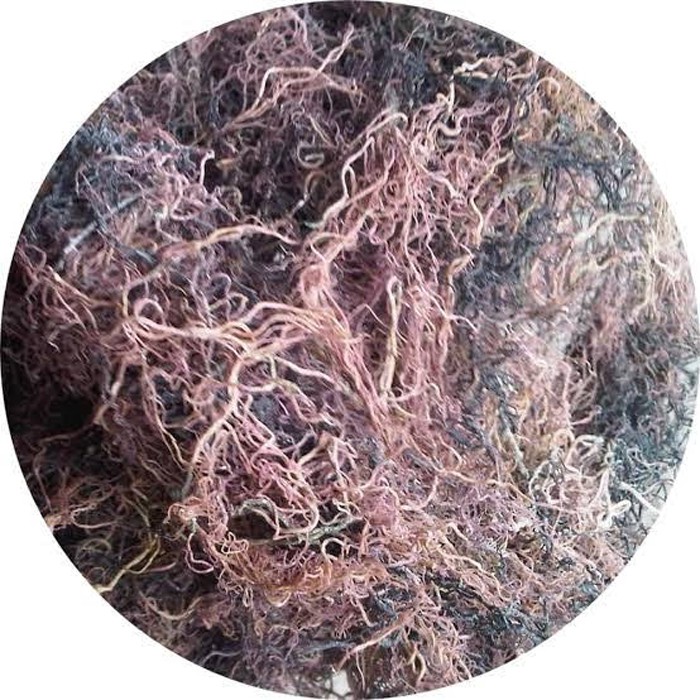 Rumput Laut Kering Untuk Agar Agar 1kg Rumput Laut Untuk Agar Agar 1 Kg Shopee Indonesia