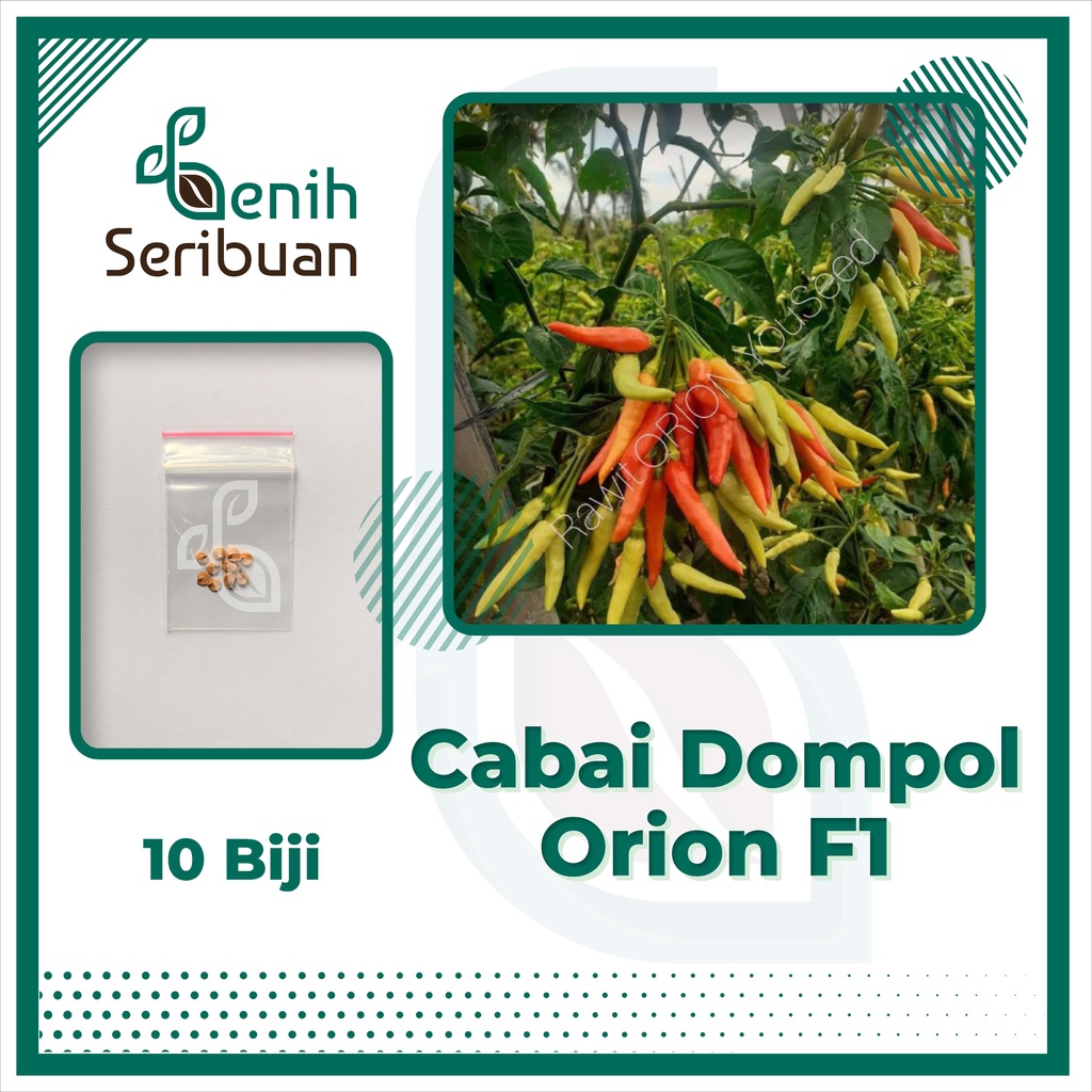BS-BYL Bibit Cabe Konsumsi Benih Sayuran Cabai Rawit Merah Setan Sayur Unggul Cabe Setan ORI 212 Besar Hijau Keriting Shypoon Orion Viral dll-CABE RAWIT DOMPOL F1