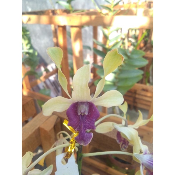 Anggrek Dendrobium melintir hybrid bibit botol