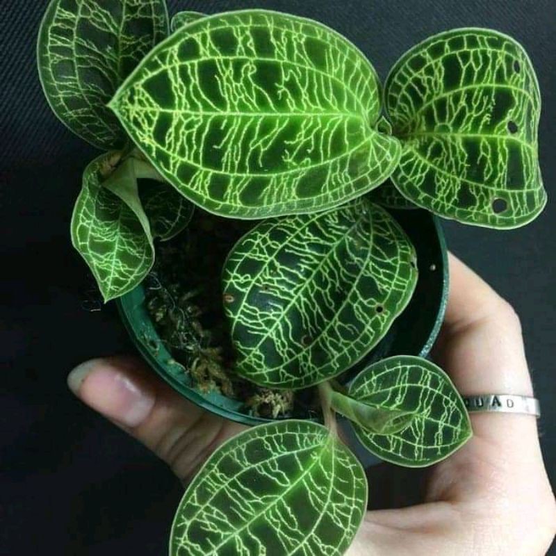 Jewel Orchid