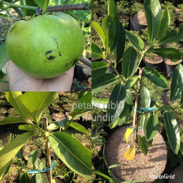 Bibit buah black sapote siap buah
