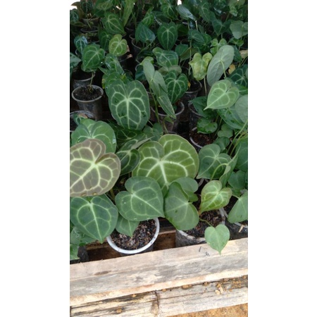 anthurium clarinervium(tarantula)