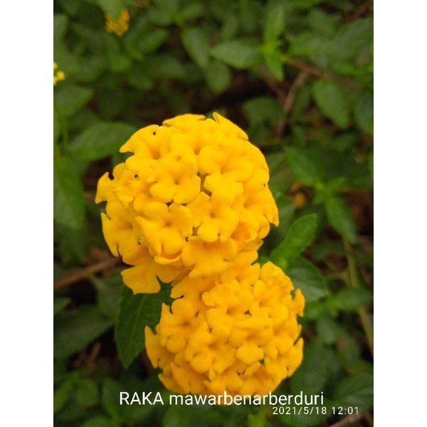 LANTANA KUNING bahan bonsai