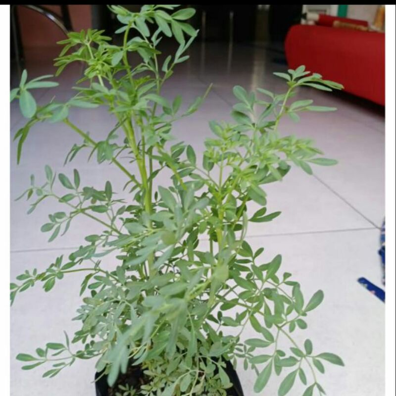 bibit daun inggu , cao cao