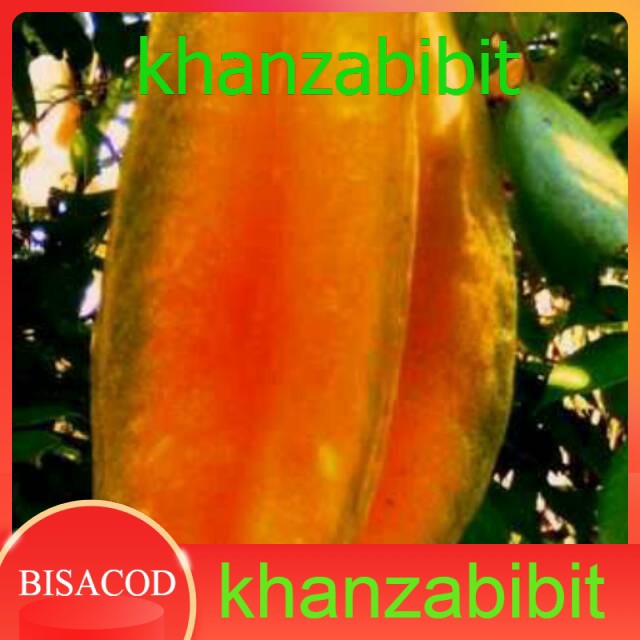 Belimbing bangkok (KHANZA)