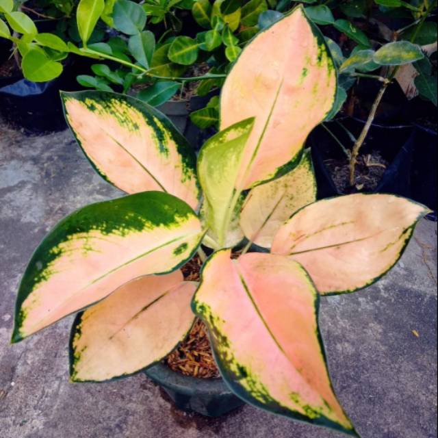 Aglonema Kochin sutra