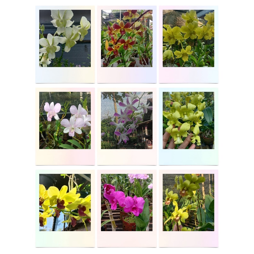 anggrek dendrobium rimbun po