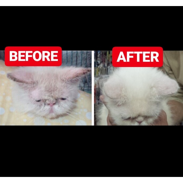 [A01] OBAT JAMUR KUCING / PAKET OBAT VITAMIN KUCING / OBAT BULU KUCING / KUTU KUCING SCABIES IRITASI