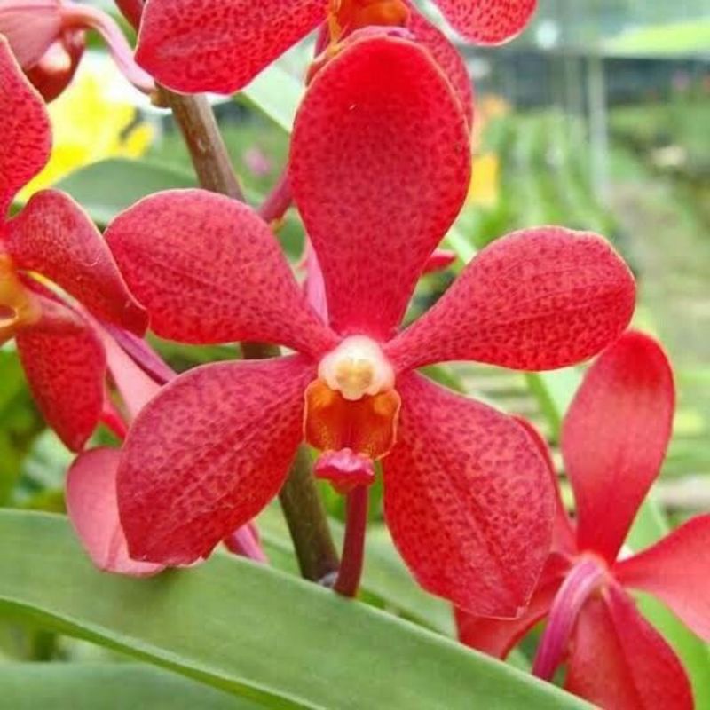 TANAMAN HIAS ANGGREK VANDA//RED