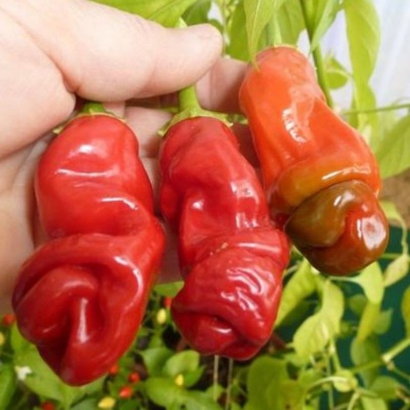 Benih / Bibit / Biji - Cabe  Merah Peter Pepper - IMPORT