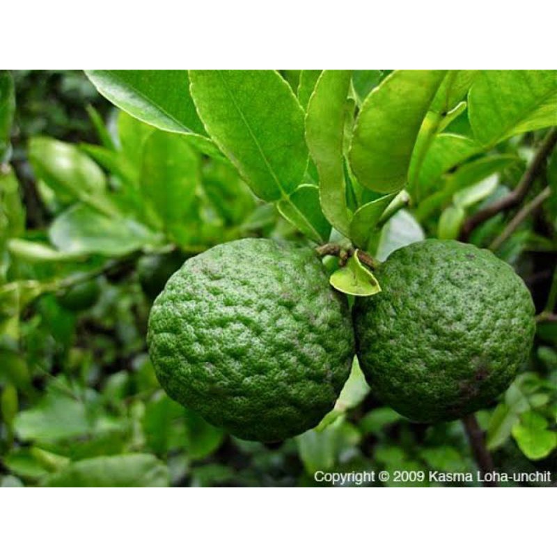 

BSM | TERMURAH Asam Sundai / Asam Sunde / Limau Sundai / Asam Jungga per buah | Sayur online