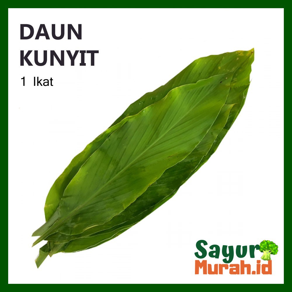 

DAUN KUNYIT / KUNIR [1 Ikat]