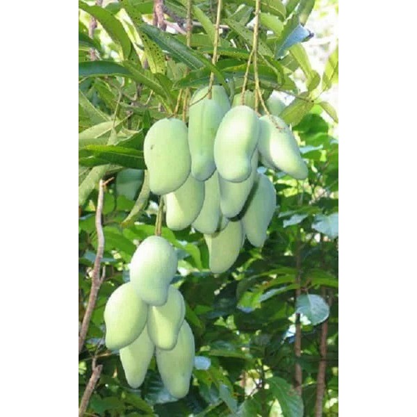 BIBIT POHON MANGGA GOLEK