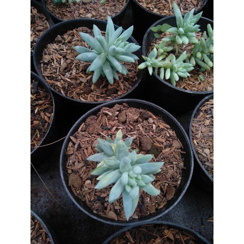 Tanaman Hias Sukulen - Air Mata Bunda / Air Mata Ibu