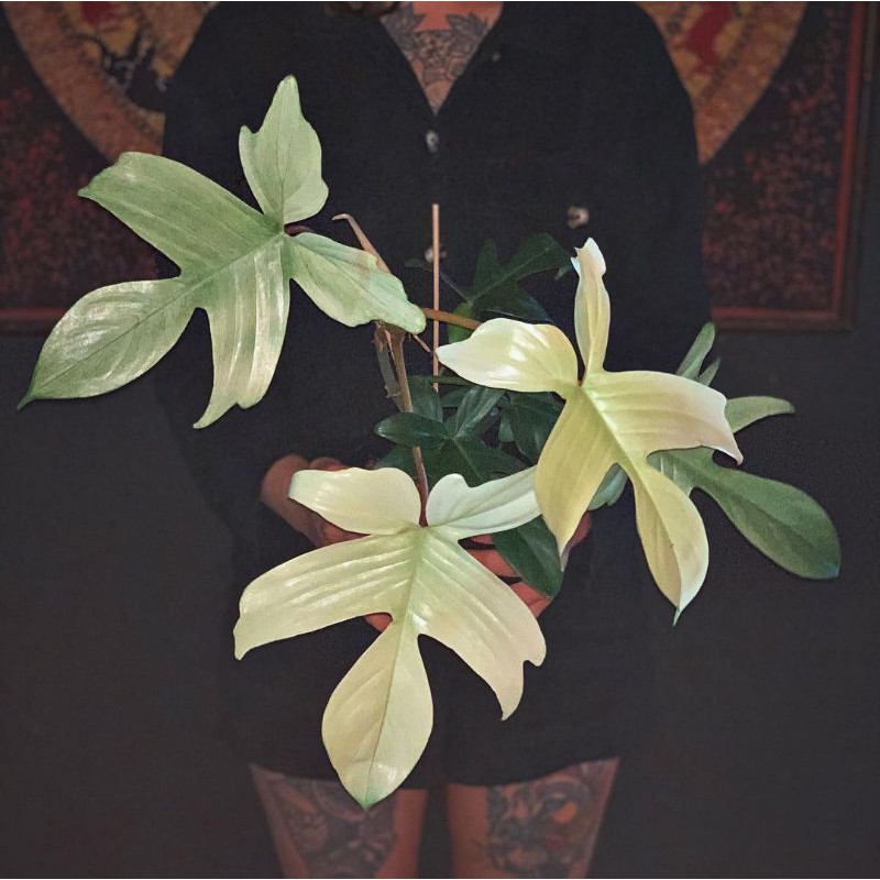 Tanaman hias Philodendron merpati florida ghost-Florida Ghost