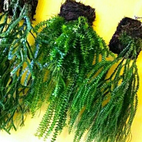 Tanaman hias gantung pakis rumpai bunga hidup hiduan gantung hiasan depan rumah dan taman outdoor