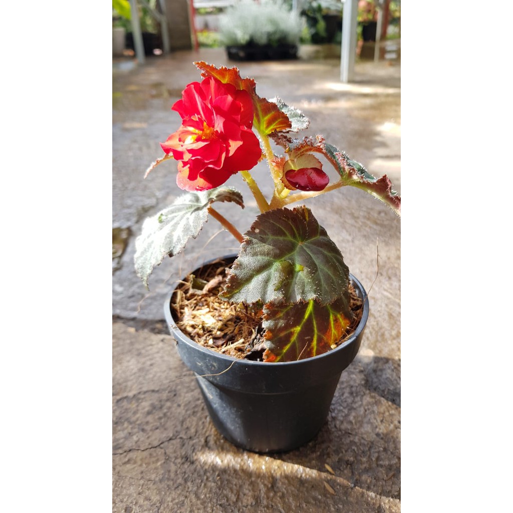 TANAMAN  Begonia Mawar
