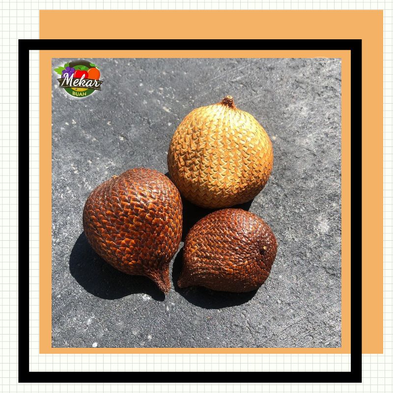 

Salak Pondoh Manis