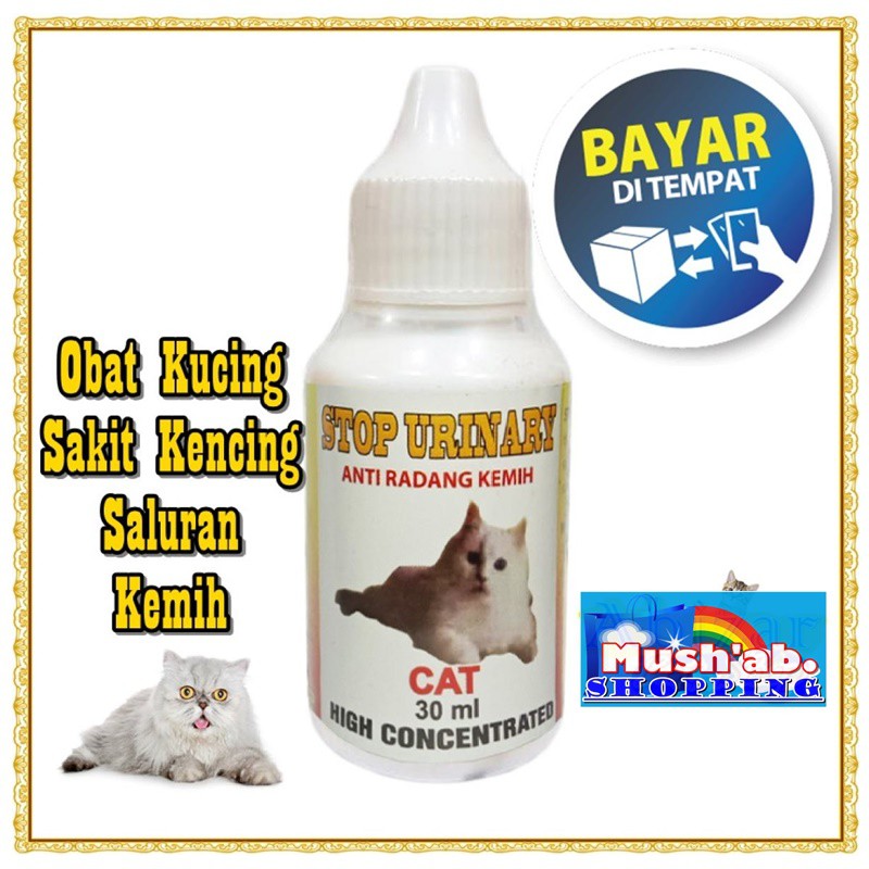 Kucing susah buang air besar