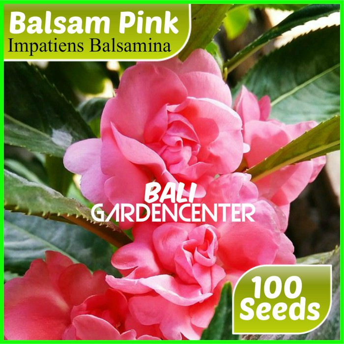 Isi 100 Benih Biji Bunga Pacar Air Pink Impatiens Balsamina Shopee Indonesia