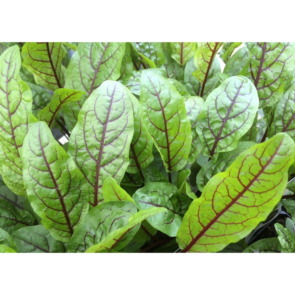 Benih-Bibit Sorrel Red Veined (Haira Seed)