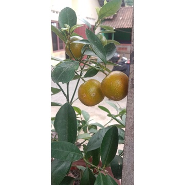 tabulampot JERUKKASTURI