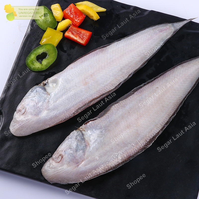 

Ikan Lidah Segar Ikan Lidah Lidah Fresh Hasil Laut Segar