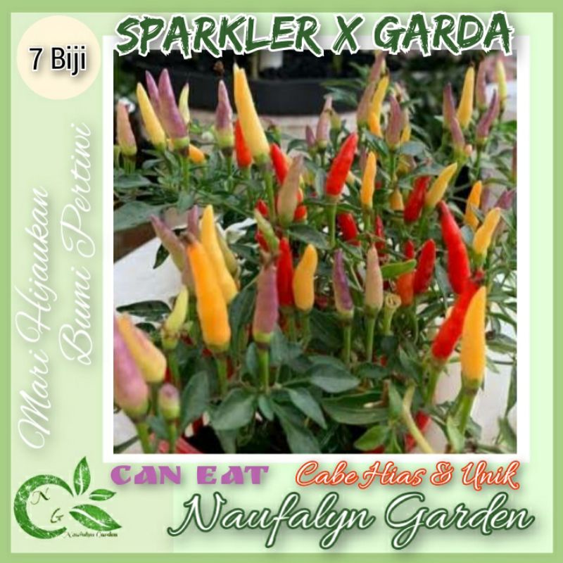 7 Benih Biji Cabe Hias Sparkler X Garda Benih Bibit Cabe Hias Import
