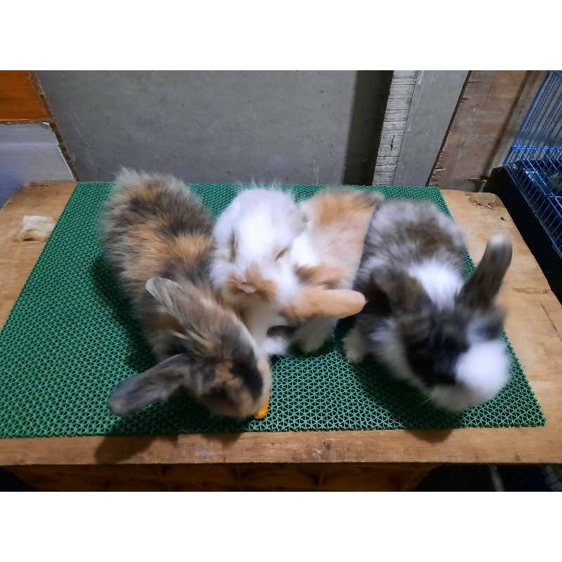kelinci fuzzy lop