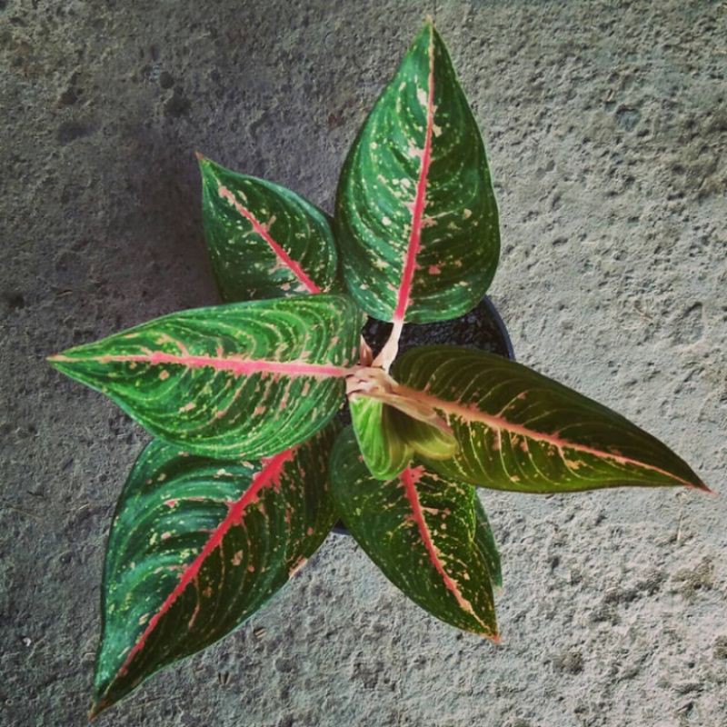 tanaman hias aglonema legacy hijau