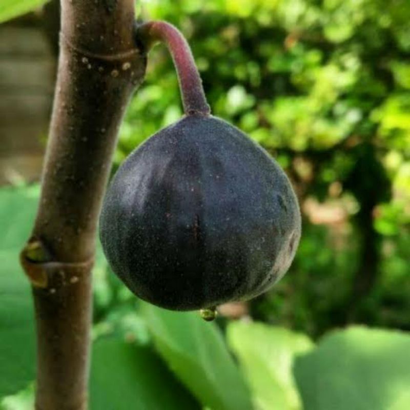 bibit tin Iraqi buah tin hitam rasa manis