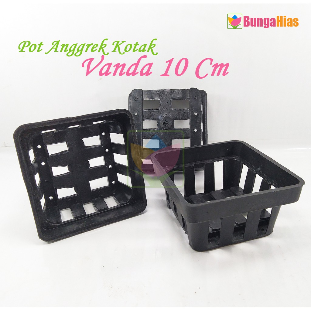 Pot Anggrek Vanda Kotak 10 Cm Tanaman Hias dan Bunga Pot Anggrek Vanda Kotak 10 Cm Tanaman Hias dan Bunga